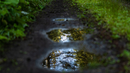 Pfütze im Wald Spiegelt die Baumkronen weg