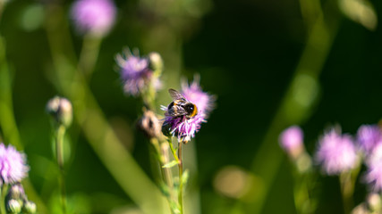 Biene im Wald an einer Blume