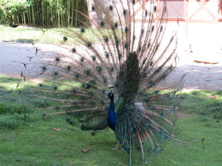 Fototapeta premium A beautiful peacock 