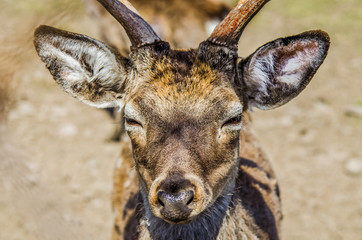 Portrait of a deer. Muzzle close-up