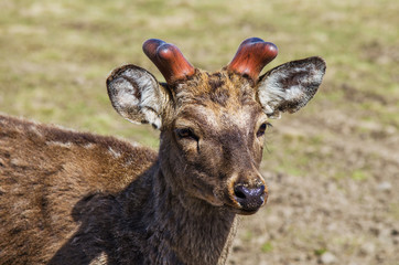 Close-up of the muzzle of a forest deer.