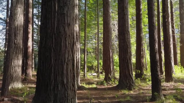 Wide pan through a redwood forest