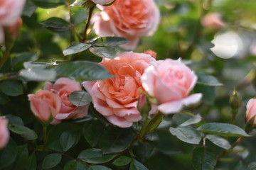 Rosa Rosenblüten