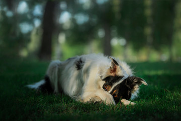 Fototapeta premium dog in the forest