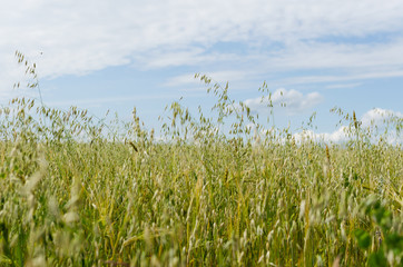 ears in the field, nature