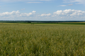 Obraz premium ears in the field, nature