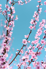 Delicate bloom pink peach flowers.