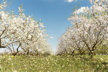 Naklejka premium Rows of snow-white fruit trees in the garden. Blossom orchard.