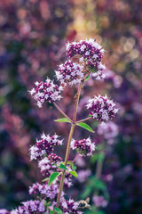 Verbena inflorescence. Flower with tiny violet and blue blossoms. Interesting sunny background and beautiful bokeh.