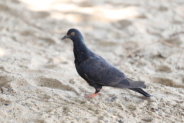 Pigeons walking on the sand.