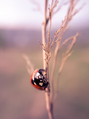 Ladybug sitting on a dried branch
