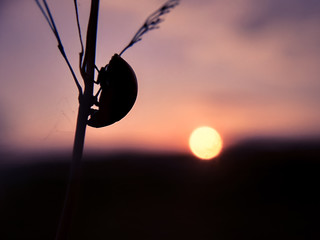 Silhouette of a ladybug sitting on a branch in the rays of the setting sun