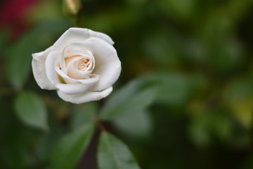 Weiße Rosenblüte