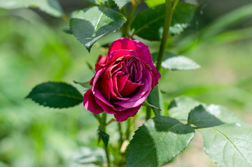 burgundy rose bud
