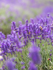 Closeup violet lavender flowers with bee on field. French lavender in the garden, soft light effect.