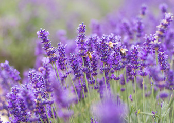 Closeup violet lavender flowers with bee on field. French lavender in the garden, soft light effect.