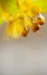Zarte gelbe Blumen - Johanniskraut ( Hypericum )