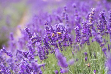 Closeup violet lavender flowers with bee on field. French lavender in the garden, soft light effect.