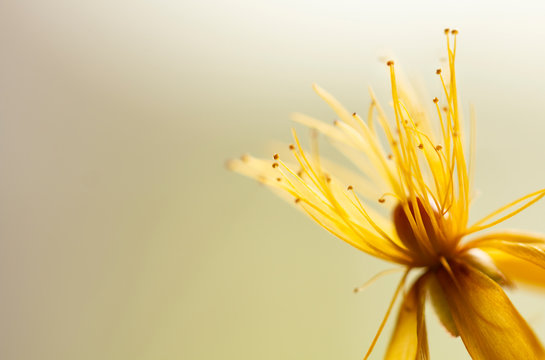 Gelbe Blüte des Johanniskraut ( Hypericum ) - Viel Platz für Text