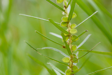 Green grass that is going to bloom.