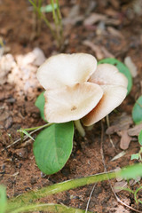 Tropical poisonous mushrooms blossoming in the forest.