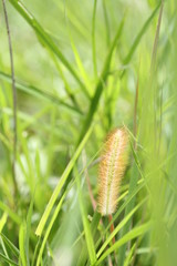 Grass flowers are blooming.