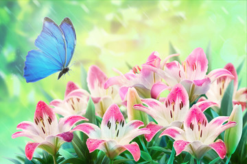 Fototapeta na wymiar Floral summer natural landscape with pink lilies flowers and fluttering butterflies on soft green background. Dreamy gentle wonder air artistic image. Summer template, artistic image, free space