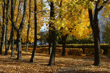 City park in autumn. Maple trees with golden foliage. Urban landscape design.