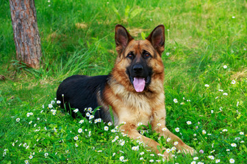 German Shepherd Dog