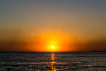  A bird flying over the sea at the sunset