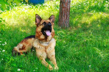 German Shepherd photos, royalty-free images, graphics, vectors & videos ...