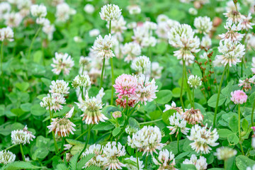Fototapeta premium White clover aka Trifolium repens in grass on summer meadow. Shamrock flower