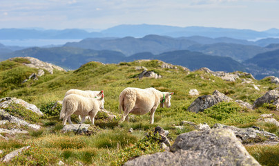 Sheeps grazing on the Ulriken mountain, Bergen city, Norway.