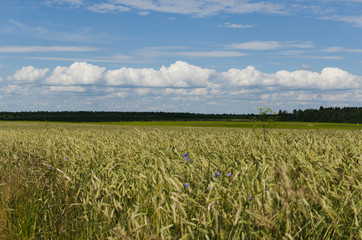 wheat field and ears of corn