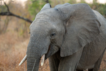 Elephant herd feeding in and around the backs of a river system