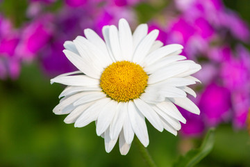 Fototapeta premium aster, background, beautiful, beauty, bed, bipinnatus, bloom, blooming, blossom, bokeh, botany, bright, calm, closeup, color, colorful, cosmos, cosmos flowers, countryside, decorative, environment, fi