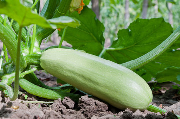 Green zucchini grows in the garden