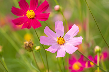 Fototapeta premium aster, background, beautiful, beauty, bed, bipinnatus, bloom, blooming, blossom, bokeh, botany, bright, calm, closeup, color, colorful, cosmos, cosmos flowers, countryside, decorative, environment, fi