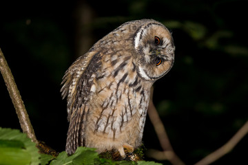 Young long-eared owl (Asio otus) wagging its head from curiosity. Kaluzhskiy region, Russia