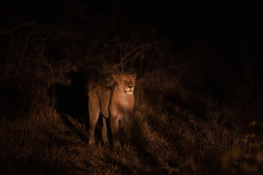 Lion pride moving around in the early evening with the glow of a spotlight.