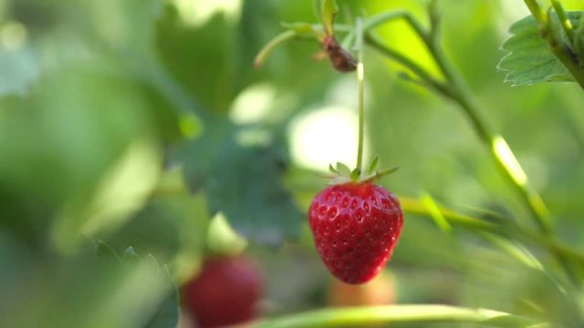 Ripe juicy strawberries on a bush in the garden. Harvest time In Garden. Healthy food.