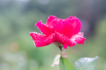 Red rose flower on green nature.