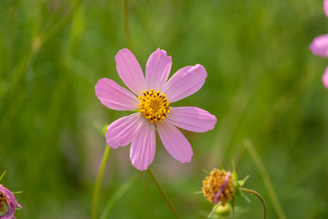 Fototapeta premium aster, background, beautiful, beauty, bed, bipinnatus, bloom, blooming, blossom, bokeh, botany, bright, calm, closeup, color, colorful, cosmos, cosmos flowers, countryside, decorative, environment, fi