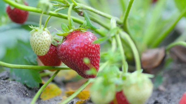 Ripe juicy strawberries on a bush in the garden. Harvest time In Garden. Healthy food.