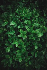 Fototapeta na wymiar Wet green leaves
