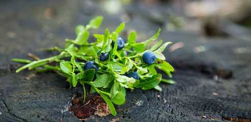 Fresh blueberries branches