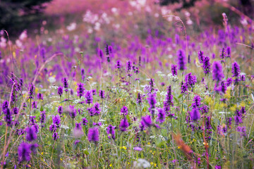 Beautiful meadow wild flowers landscape, purple flowers meadow , mountai nature vegetation, idyllic wild flowers field landscape