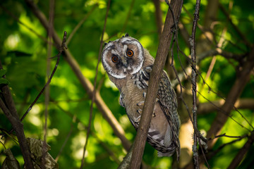 Young long-eared owl (Asio otus) in the forest on a tree. Kaluzhskiy region, Russia