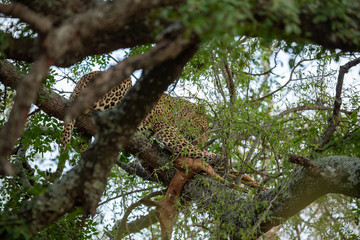 Fototapeta premium Leopard with an impala kill in a tree.