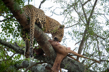 Fototapeta na wymiar Leopard with an impala kill in a tree.